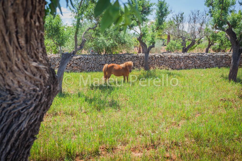 Villa Santa Eulalia Can Picafort  Eksteriør bilde